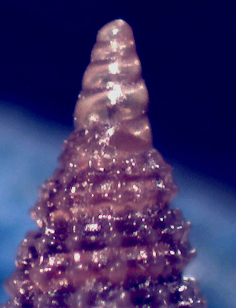 Cerithiopsis buzzurroi?